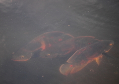 Astronotus ocellatus