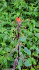Castilleja arvensis arvensis