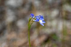 Lobelia comosa