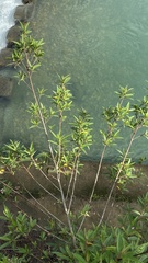 Boehmeria densiflora