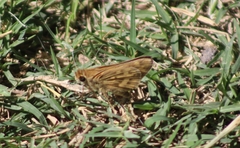 Hylephila phyleus phyleus