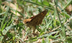 Hylephila phyleus phyleus