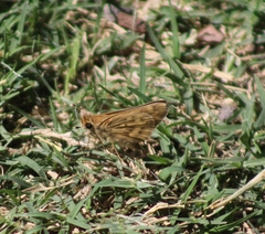Hylephila phyleus phyleus