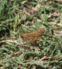 Hylephila phyleus phyleus