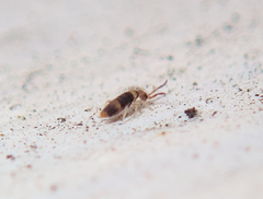 Entomobrya albocincta