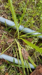 Echeandia parviflora