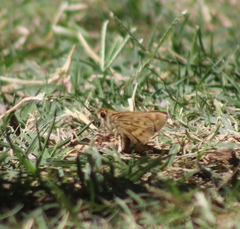 Hylephila phyleus phyleus