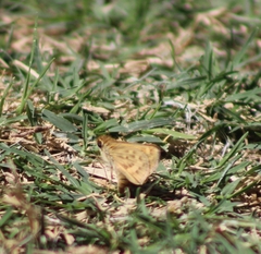 Hylephila phyleus phyleus