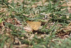 Hylephila phyleus phyleus