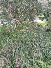 Casuarina cunninghamiana