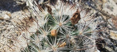 Mammillaria tetrancistra