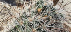 Mammillaria tetrancistra