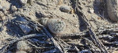 Mammillaria tetrancistra