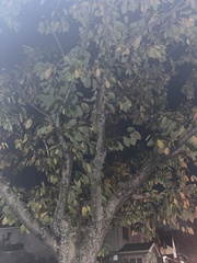Prunus