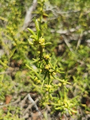 Batis maritima
