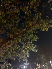 Prunus