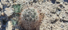 Mammillaria tetrancistra