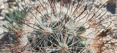 Mammillaria tetrancistra