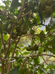 Tabernaemontana donnell-smithii