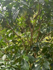 Tabernaemontana donnell-smithii