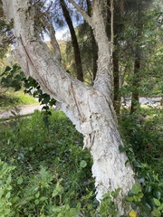 Melaleuca styphelioides