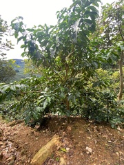 Tabernaemontana donnell-smithii