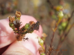 Toxomerus marginatus