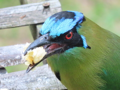 Momotus aequatorialis