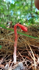 Monotropa coccinea