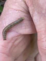 Epiphryne verriculata