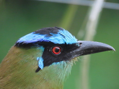 Momotus aequatorialis