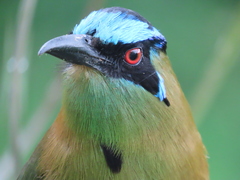 Momotus aequatorialis