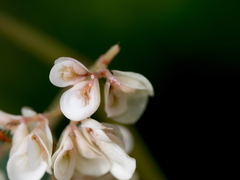 Begonia goegoensis