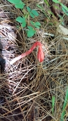 Monotropa coccinea