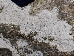 Lecanora cenisia