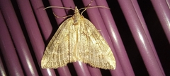 Arrayanaria arenosa