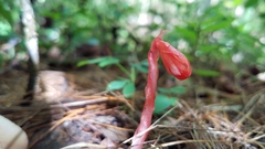 Monotropa coccinea