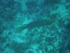 Mycteroperca bonaci