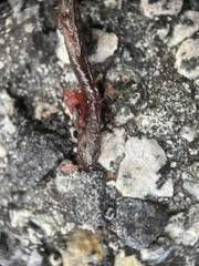 Batrachoseps attenuatus