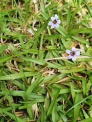 Sisyrinchium micranthum