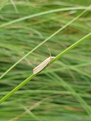 Bactra noteraula