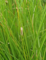 Bactra noteraula