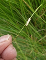 Bactra noteraula