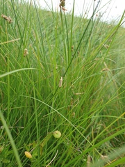 Bactra noteraula