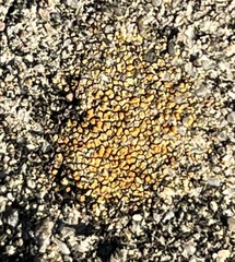 Candelariella aurella