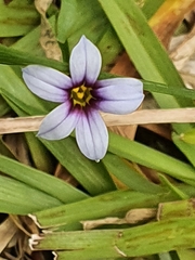 Sisyrinchium micranthum