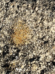 Candelariella aurella