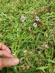 Sisyrinchium micranthum