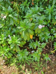 Impatiens sodenii