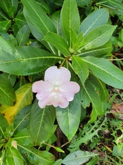 Impatiens sodenii